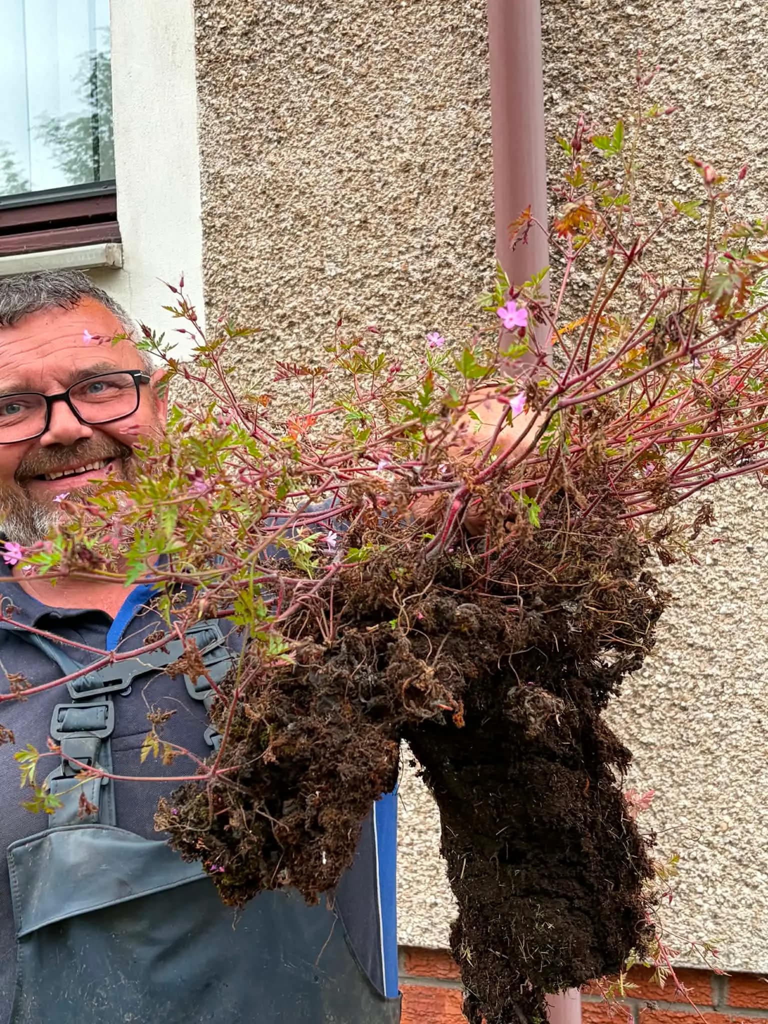 Close-up of gutter debris including sycamore seeds and compacted moss on a Fife home
