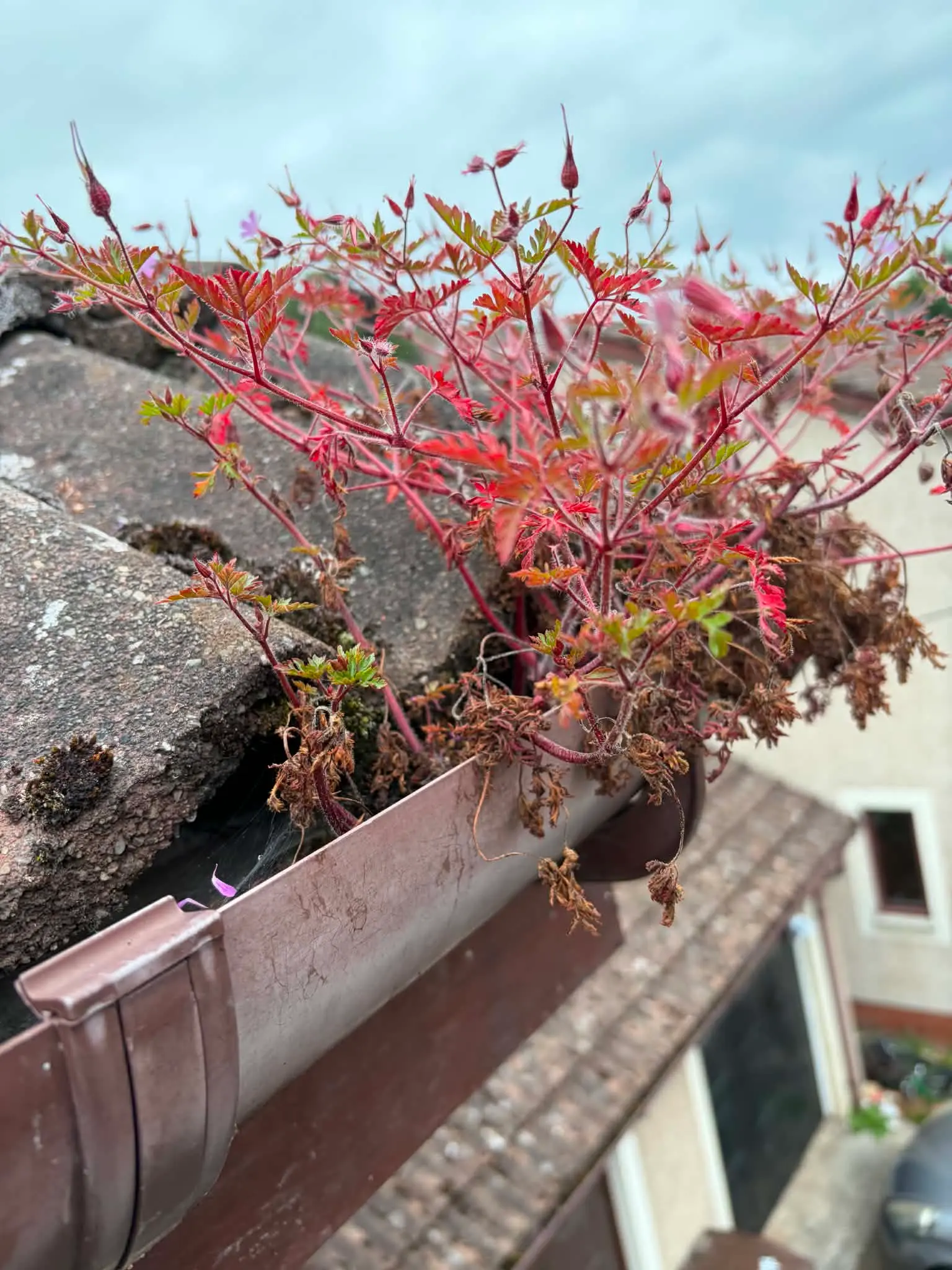Blocked gutter packed with spring seeds and moss debris on a Fife residential property